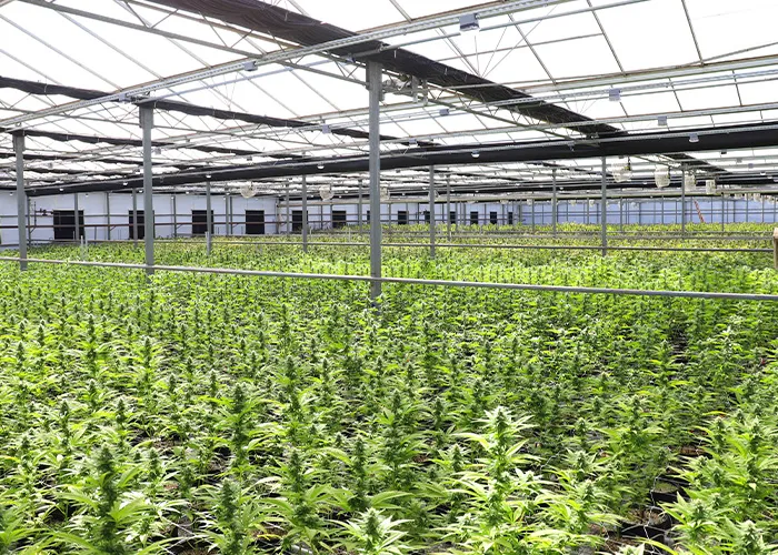 Police Used Google Earth To Spot A Cannabis Farm Hiding In Plain Sight 
