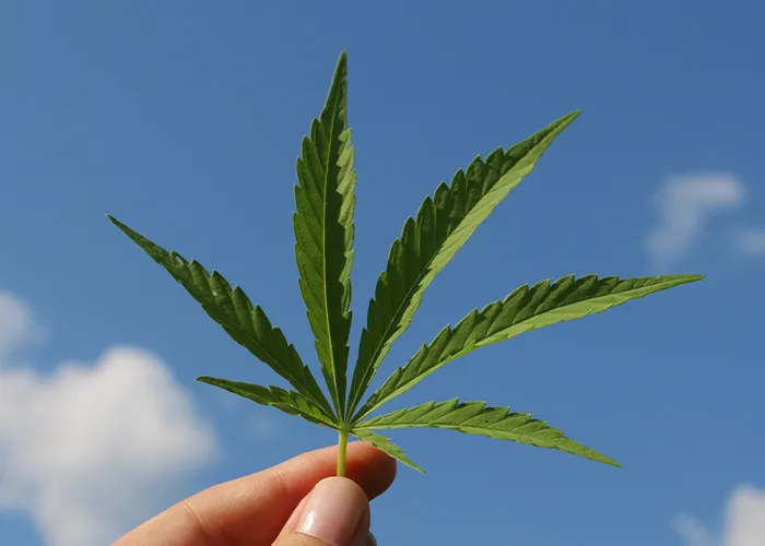 Police Used Google Earth To Spot A Cannabis Farm Hiding In Plain Sight 
