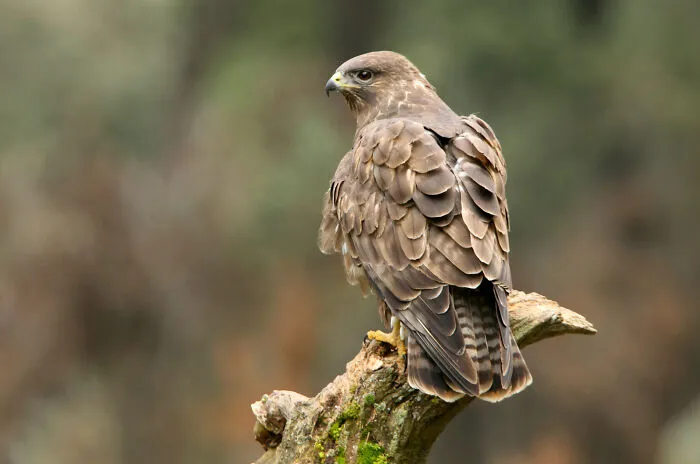67 Awesome Animal Facts That Could Come In Handy, Even If You Never Expect To Play Any Trivia Quiz