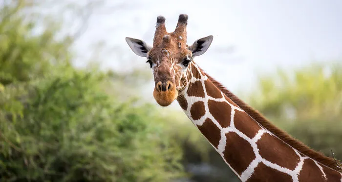 67 Awesome Animal Facts That Could Come In Handy, Even If You Never Expect To Play Any Trivia Quiz