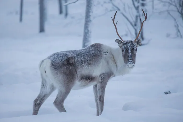 67 Awesome Animal Facts That Could Come In Handy, Even If You Never Expect To Play Any Trivia Quiz