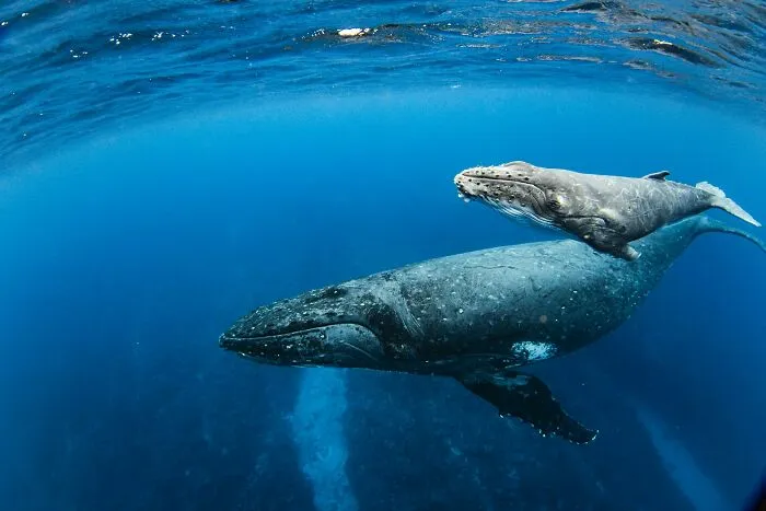 67 Awesome Animal Facts That Could Come In Handy, Even If You Never Expect To Play Any Trivia Quiz