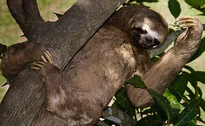 67 Awesome Animal Facts That Could Come In Handy, Even If You Never Expect To Play Any Trivia Quiz