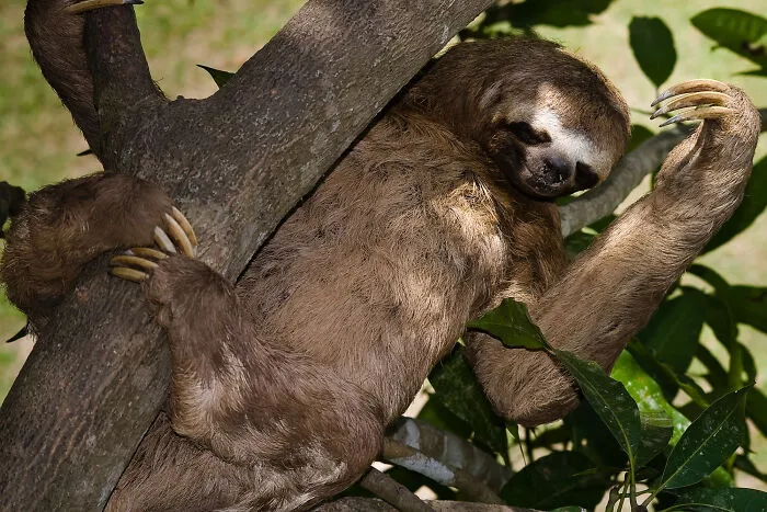 67 Awesome Animal Facts That Could Come In Handy, Even If You Never Expect To Play Any Trivia Quiz