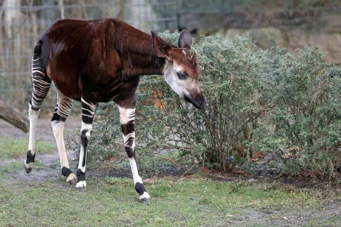 67 Awesome Animal Facts That Could Come In Handy, Even If You Never Expect To Play Any Trivia Quiz