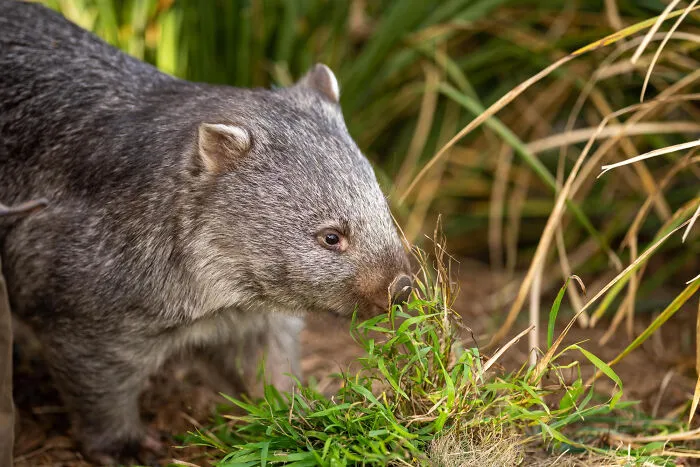 67 Awesome Animal Facts That Could Come In Handy, Even If You Never Expect To Play Any Trivia Quiz