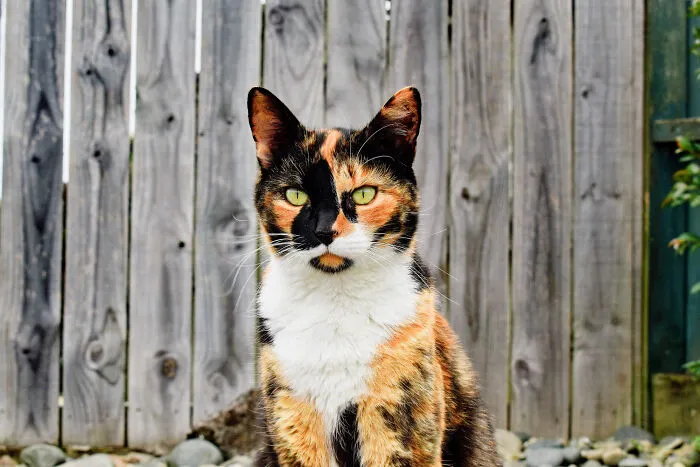 67 Awesome Animal Facts That Could Come In Handy, Even If You Never Expect To Play Any Trivia Quiz