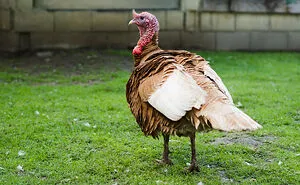 67 Awesome Animal Facts That Could Come In Handy, Even If You Never Expect To Play Any Trivia Quiz