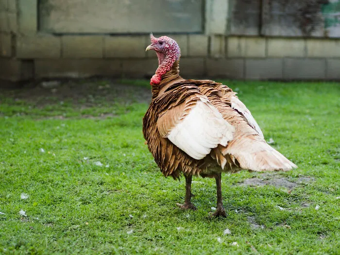 67 Awesome Animal Facts That Could Come In Handy, Even If You Never Expect To Play Any Trivia Quiz