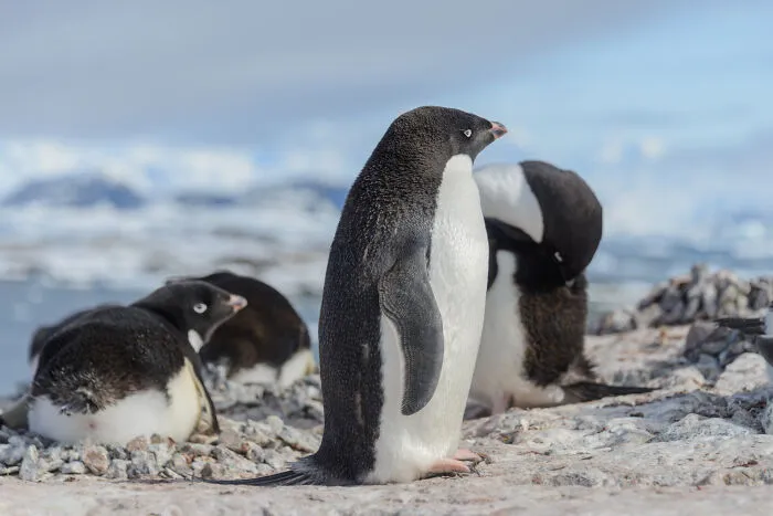 67 Awesome Animal Facts That Could Come In Handy, Even If You Never Expect To Play Any Trivia Quiz
