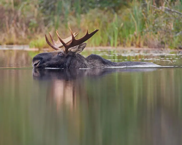 67 Awesome Animal Facts That Could Come In Handy, Even If You Never Expect To Play Any Trivia Quiz