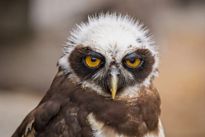 67 Awesome Animal Facts That Could Come In Handy, Even If You Never Expect To Play Any Trivia Quiz