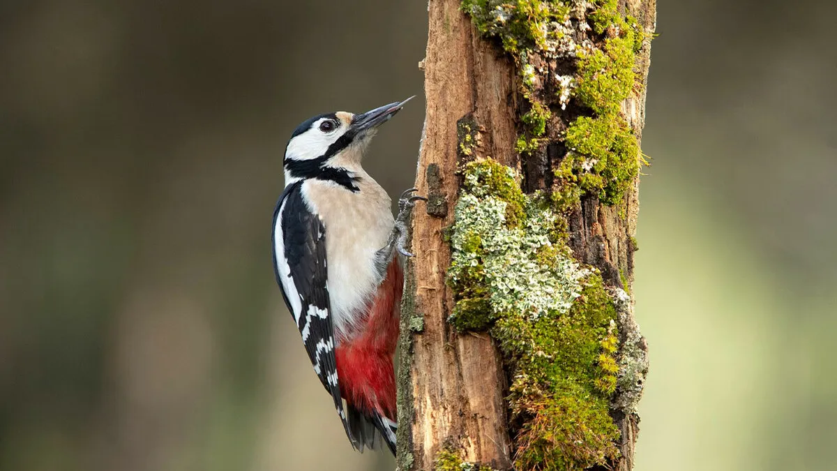 67 Awesome Animal Facts That Could Come In Handy, Even If You Never Expect To Play Any Trivia Quiz