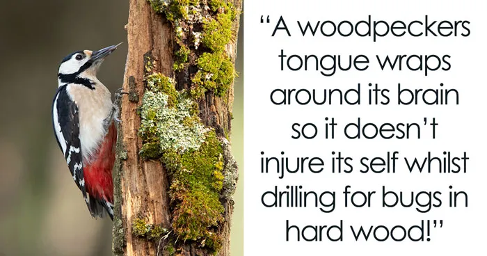 67 Awesome Animal Facts That Could Come In Handy, Even If You Never Expect To Play Any Trivia Quiz