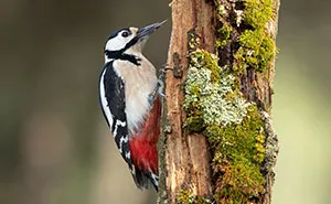 67 Awesome Animal Facts That Could Come In Handy, Even If You Never Expect To Play Any Trivia Quiz