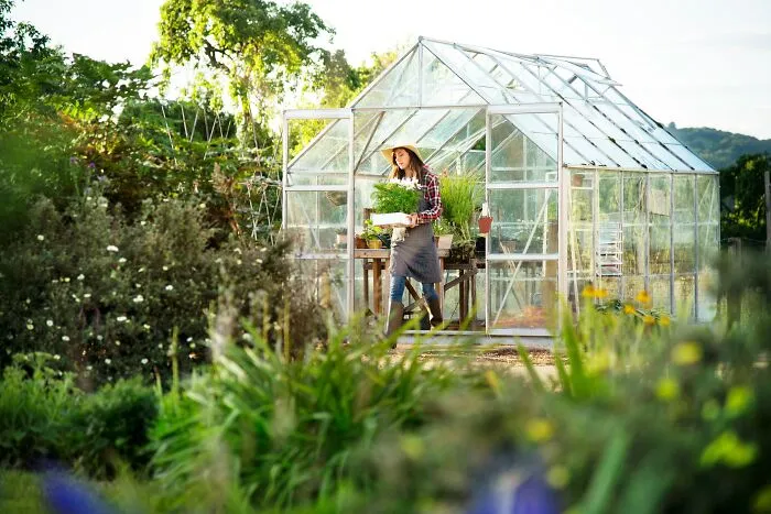 A woman carrying a tray of plants near a greenhouse, raising questions about the economy.