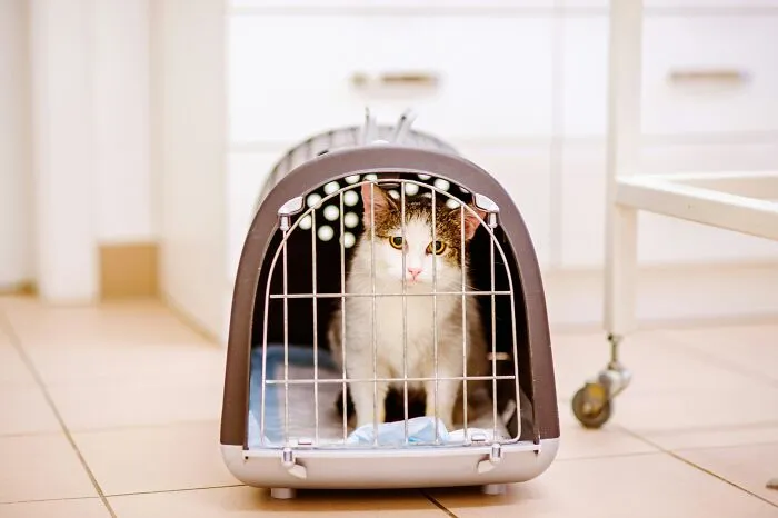 A cat in a pet carrier, illustrating the challenges pets face when the economy is in trouble.