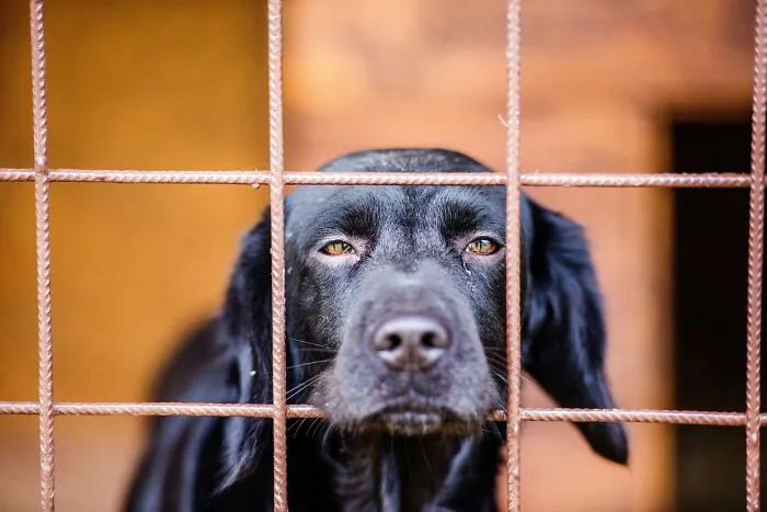 A sad black dog looking through a metal fence cage, reflecting changes in animal shelters