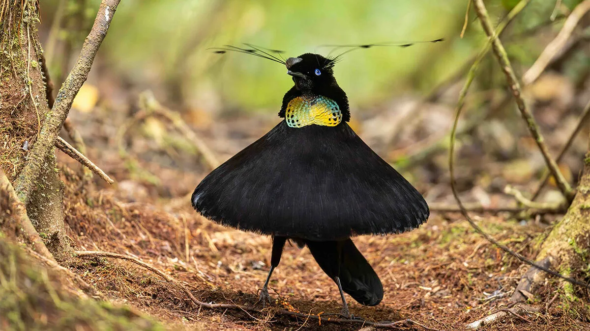 26 Stunning Shots Awarded In The 2026 Bird Photographer Of The Year Competition