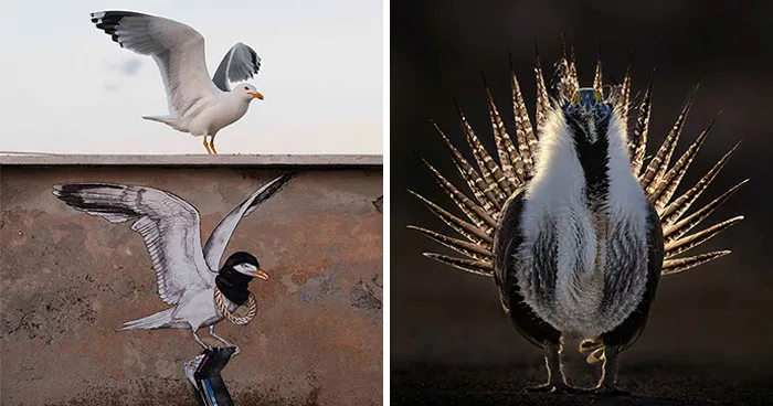 26 Stunning Shots Awarded In The 2026 Bird Photographer Of The Year Competition