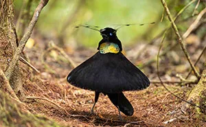 26 Stunning Shots Awarded In The 2026 Bird Photographer Of The Year Competition