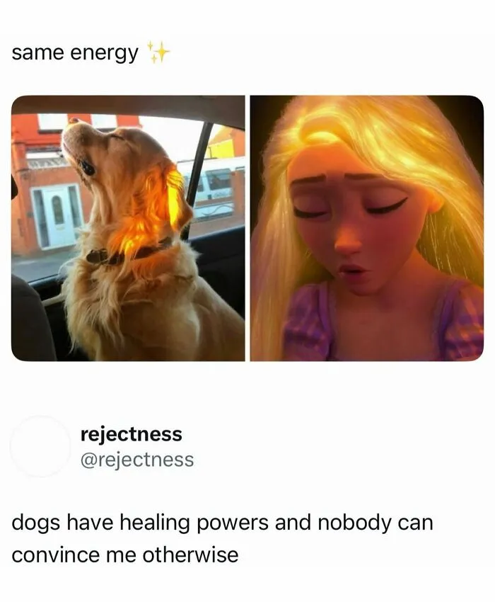 Golden retriever and Rapunzel with glowing hair showing similar healing energy wild memes