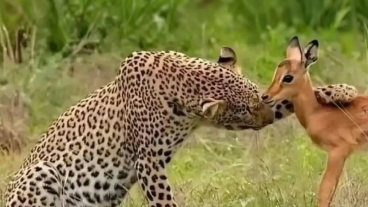 86 Fascinating Animal Moments That Show Just How Incredible Nature Can Be
