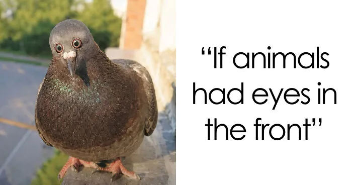 86 Fascinating Animal Moments That Show Just How Incredible Nature Can Be