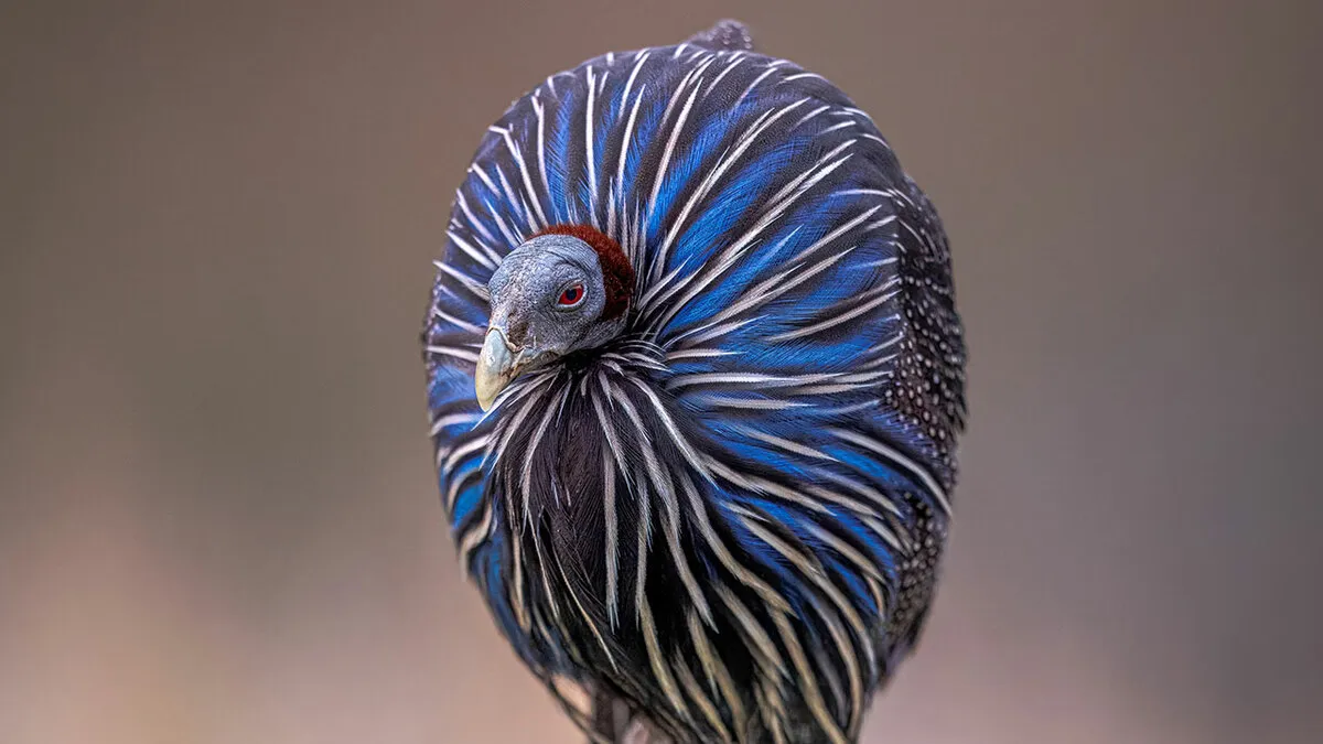 The 2026 BIAZA Photo Competition Reveals The Best Shots Of Animals In British And Irish Zoos (25 Pics)