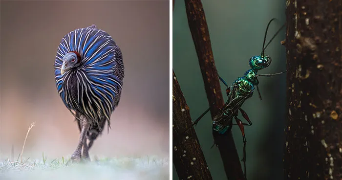 The 2026 BIAZA Photo Competition Reveals The Best Shots Of Animals In British And Irish Zoos (25 Pics)
