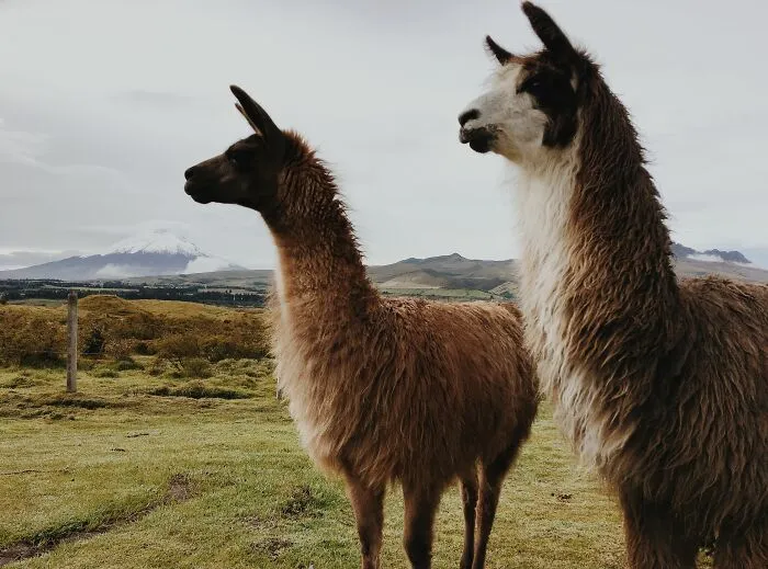 These 49 Animals Seem Cute But Zookeepers Say They Are A Total Nightmare