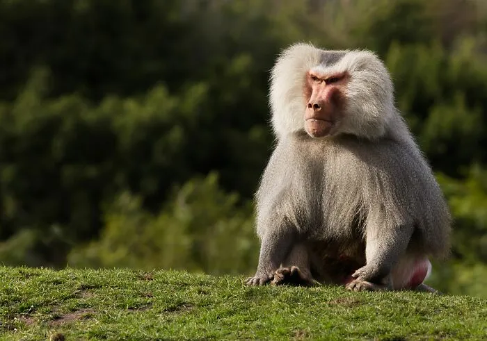 These 49 Animals Seem Cute But Zookeepers Say They Are A Total Nightmare