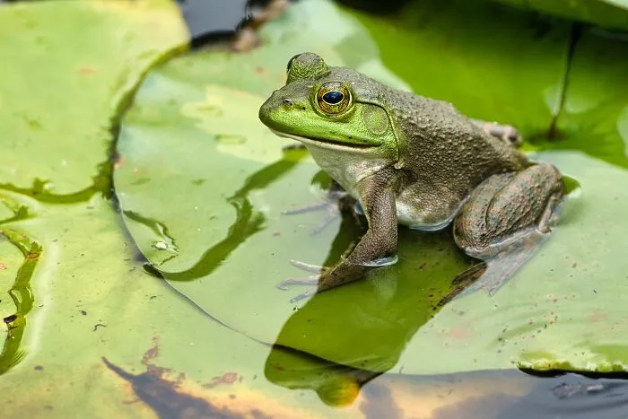 These 49 Animals Seem Cute But Zookeepers Say They Are A Total Nightmare