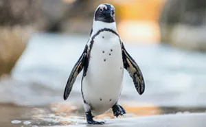 “Tuxedo-Wearing Jerks”: Zookeepers Share Their Beef With Animals In This Hilarious Thread