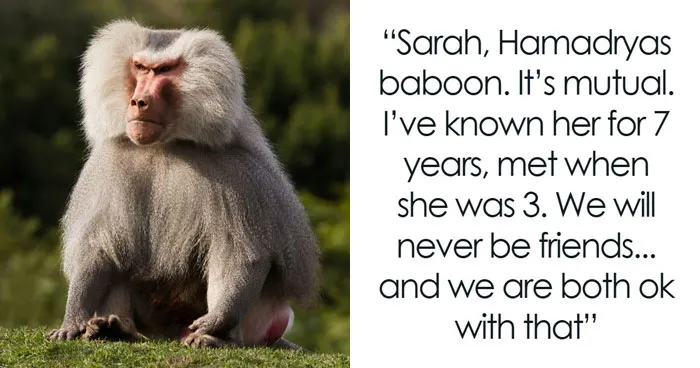 “Tuxedo-Wearing Jerks”: Zookeepers Share Their Beef With Animals In This Hilarious Thread