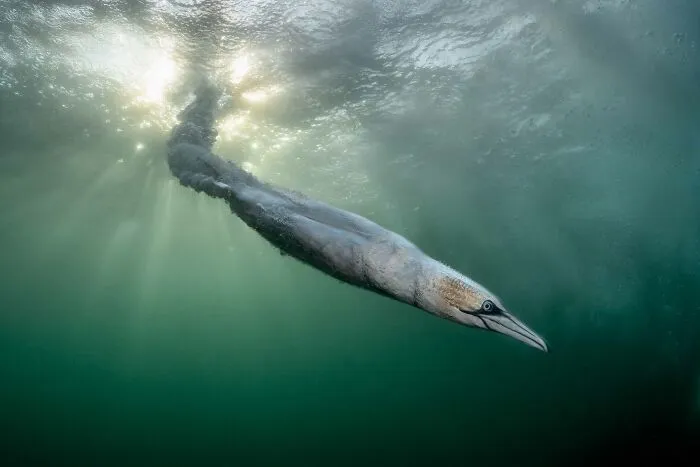 Adult Overall Winner; Gold, Birds In The Environment: Sunball Rocket By Henley Spiers