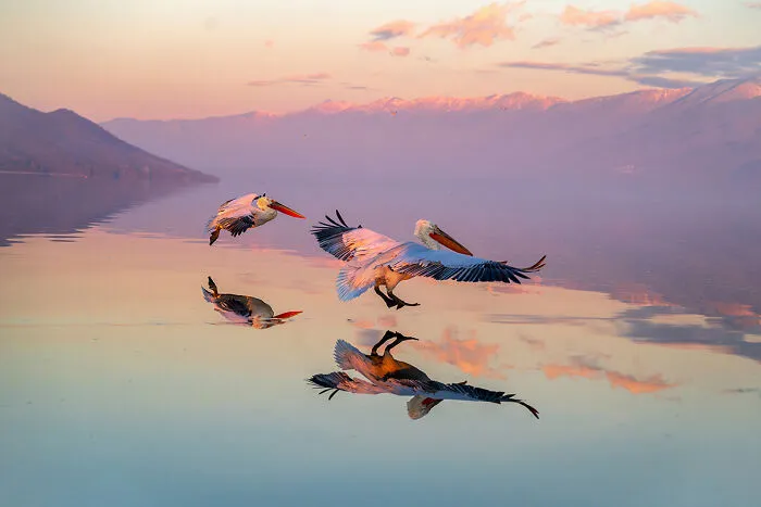 Passage From The Series 'Pelicans Of Kerkini' By Seppo Tuomaala