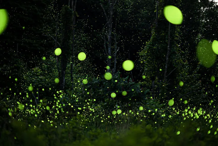 From The Series 'Fireflies!' By Shawn Rosinski