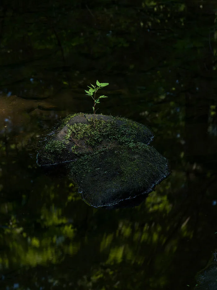 Elements Of Life By James Krajicek
