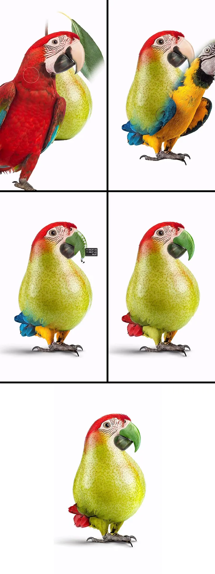 “Pearrot = Pear + Parrot”