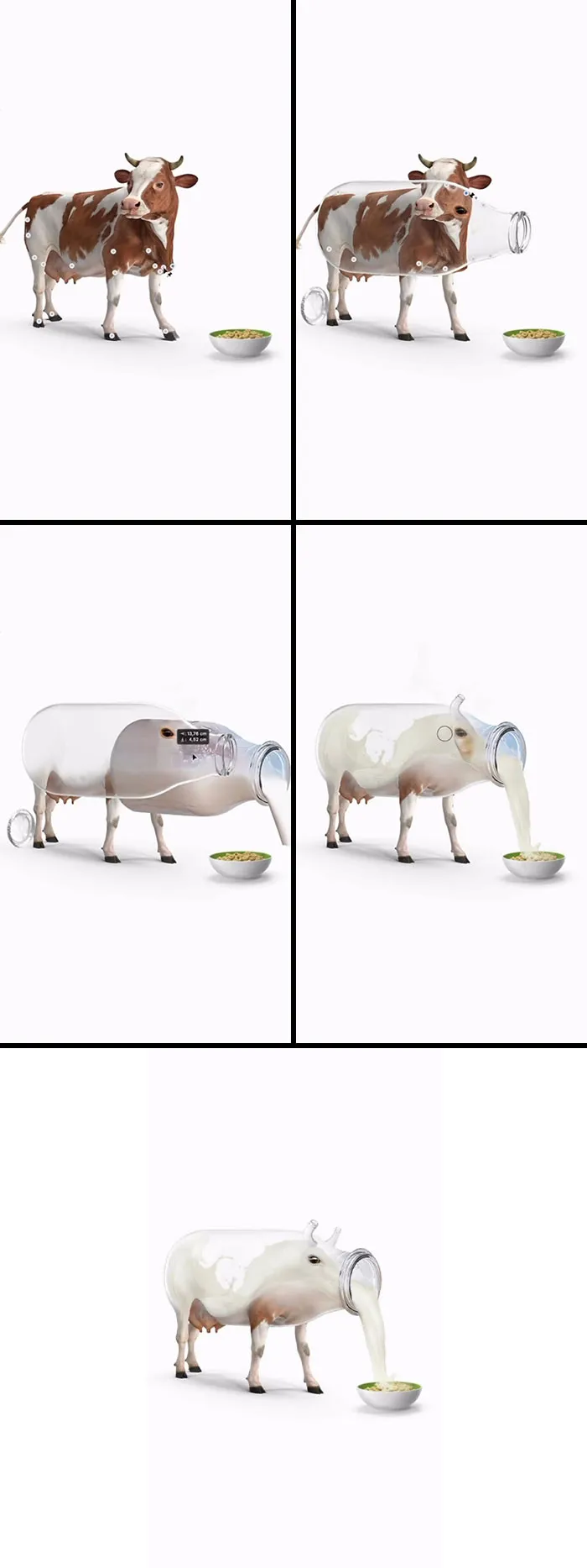 “Dairy Cow”