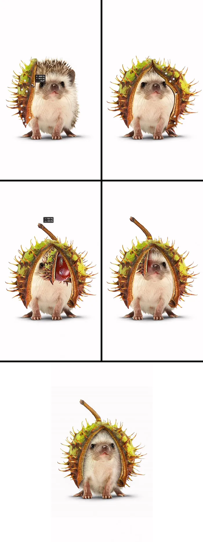 “Hedgenut”
