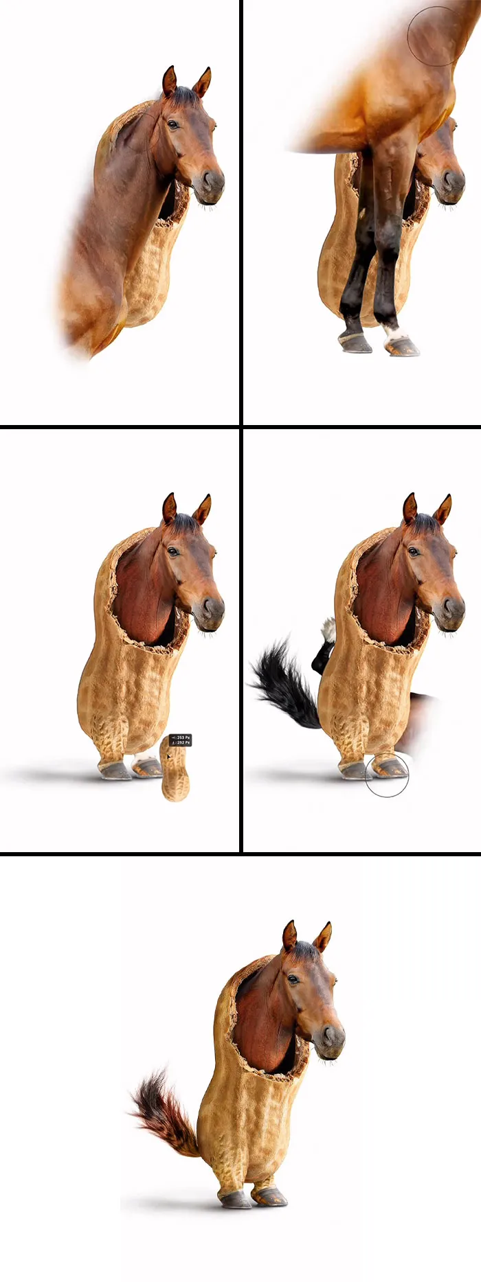 “Pferdnuss / Horsenut”