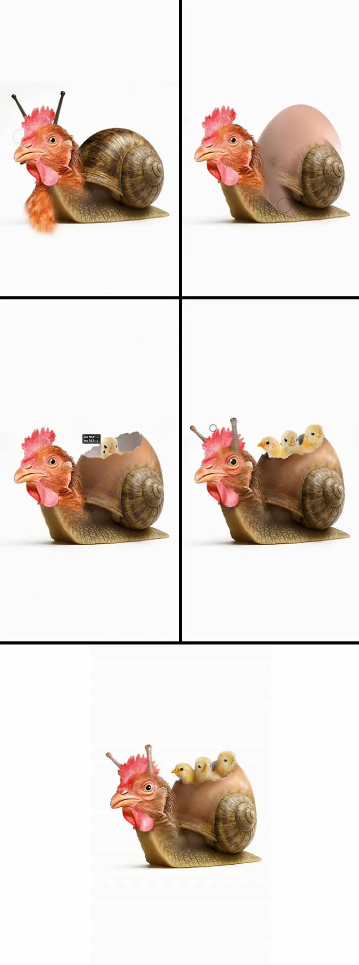 “Chickensnail”