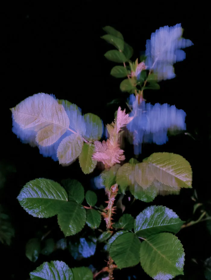 28 Ethereal Images By Lela Amparo That Turn Real Landscapes Into Immersive Art