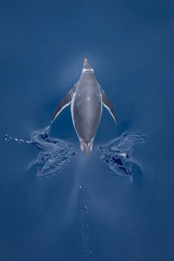 Coastal Birds Of Chile, 2026 Winner: Gonzalo Bertolotto Quintana