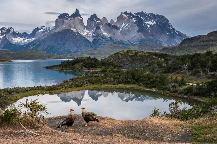 Birds In Landscapes, Chile, 2026 Winner: Timothy Dhalleine