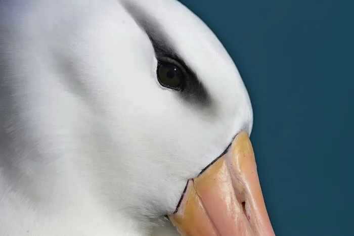 Birds Without Borders, 2026 Winner: Rodrigo González Pairoa
