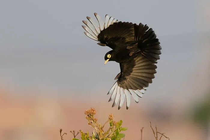 Birds Without Borders, 2026 Honorable Mention: Rubén Barraza