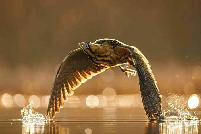 Bronze, Birds In Flight: Lord Of The Reedbeds By Patryk Kurc
